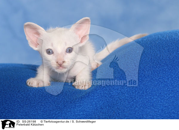 Peterbald Ktzchen / SS-26198