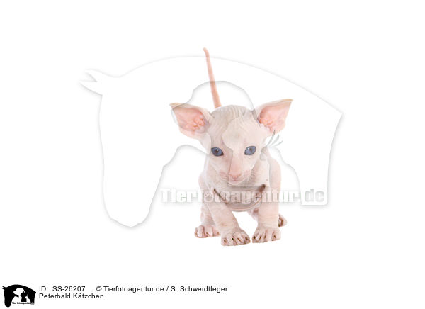 Peterbald Ktzchen / SS-26207