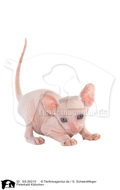 Peterbald Ktzchen / Peterbald kitten / SS-26210