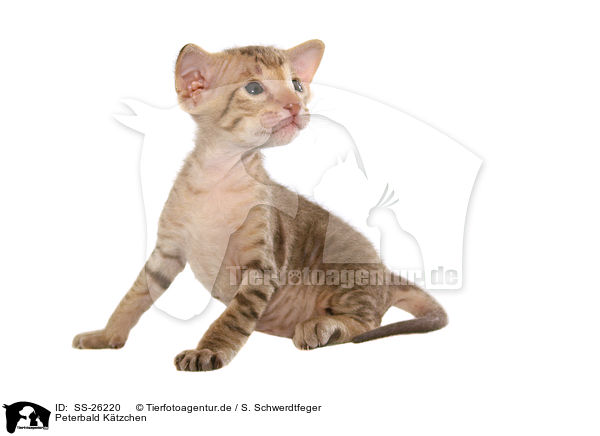 Peterbald Ktzchen / Peterbald Kitten / SS-26220