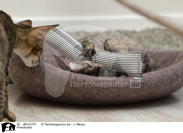 Peterbalds / Peterbalds / JM-03757