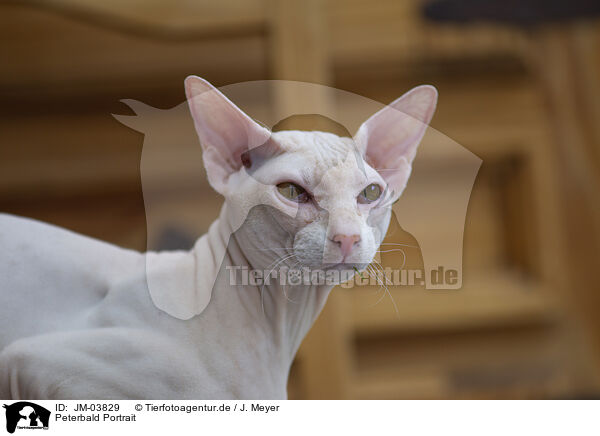 Peterbald Portrait / JM-03829