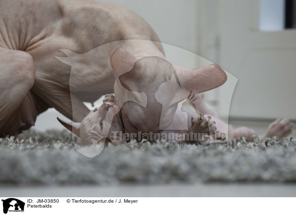 Peterbalds / JM-03850