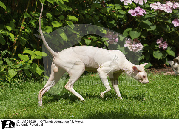 laufende Peterbald / walking Peterbald / JM-03926