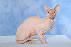 sitzende Peterbald