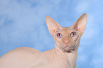 Peterbald Portrait