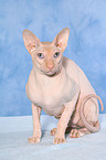 sitzende Peterbald