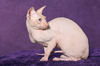 sitzende Peterbald