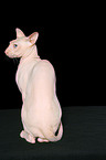 sitzende Peterbald