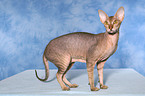 stehende Peterbald