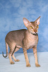 stehende Peterbald