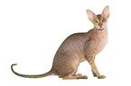 sitzende Peterbald