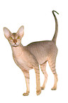 stehende Peterbald