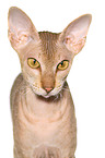 Peterbald Portrait