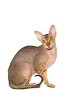 sitzende Peterbald