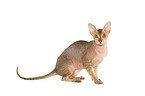 sitzende Peterbald