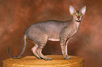 stehende Peterbald