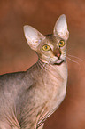 Peterbald Portrait