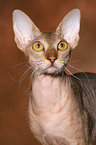 Peterbald Portrait