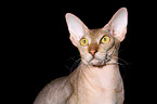 Peterbald Portrait