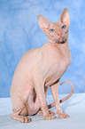 sitzende Peterbald