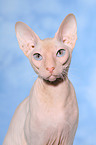 Peterbald Portrait