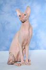 sitzende Peterbald