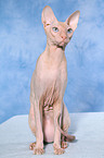 sitzende Peterbald