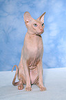 sitzende Peterbald