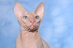 Peterbald Portrait