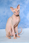 sitzende Peterbald