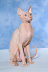 sitzende Peterbald