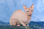 liegende Peterbald