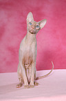 sitzende Peterbald