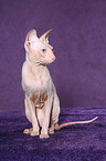 sitzende Peterbald