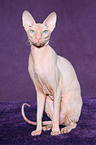 sitzende Peterbald