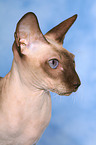 Peterbald Portrait