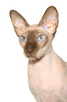 Peterbald Portrait