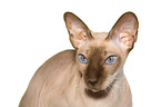 Peterbald Portrait