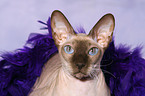 Peterbald Portrait