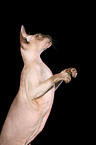 Peterbald