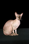 sitzende Peterbald