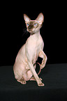 sitzende Peterbald