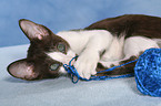 Peterbald Ktzchen