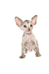 Peterbald Ktzchen