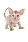 Peterbald Ktzchen