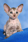 Peterbald Ktzchen