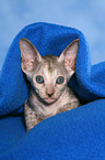 Peterbald Ktzchen