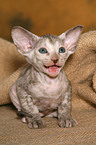 Peterbald Ktzchen