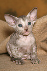 Peterbald Ktzchen